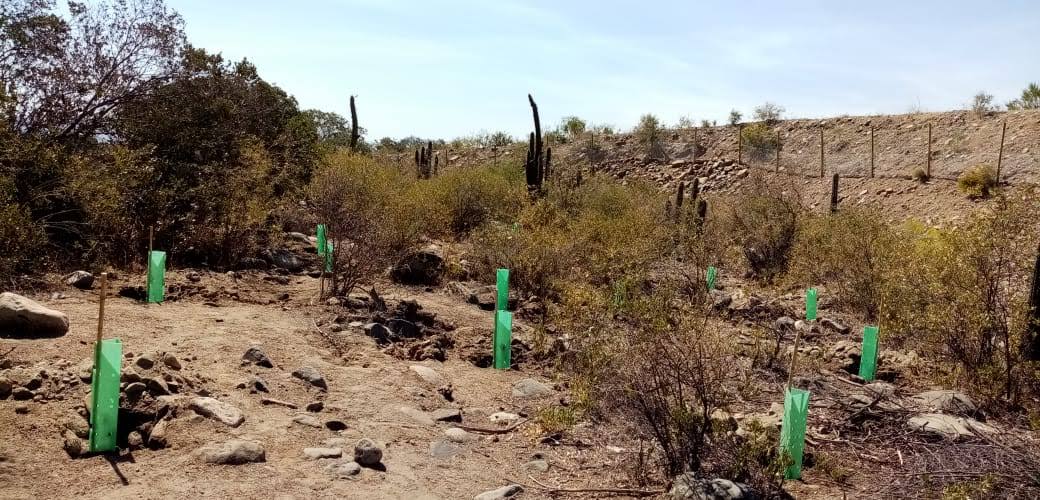 Reforestación, mantención y seguimiento en Pirque,  Región Metropolitana.